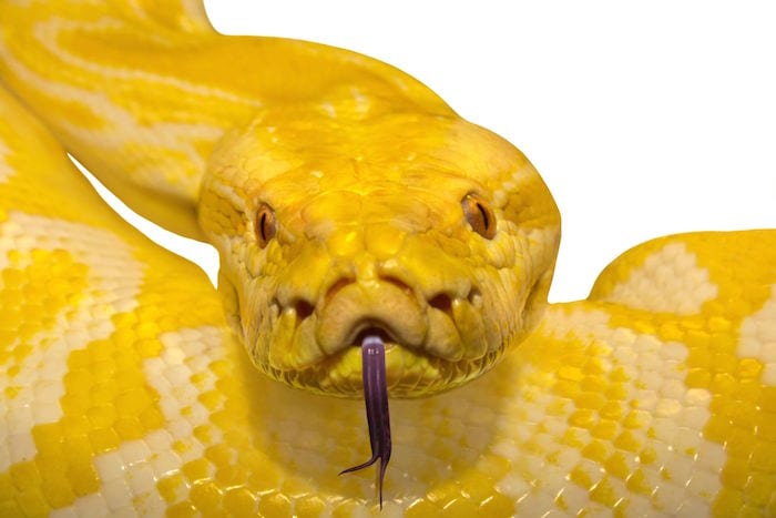 Толкување на сонот за жолта змија која ме брка во сон - Енциклопедија на директорот